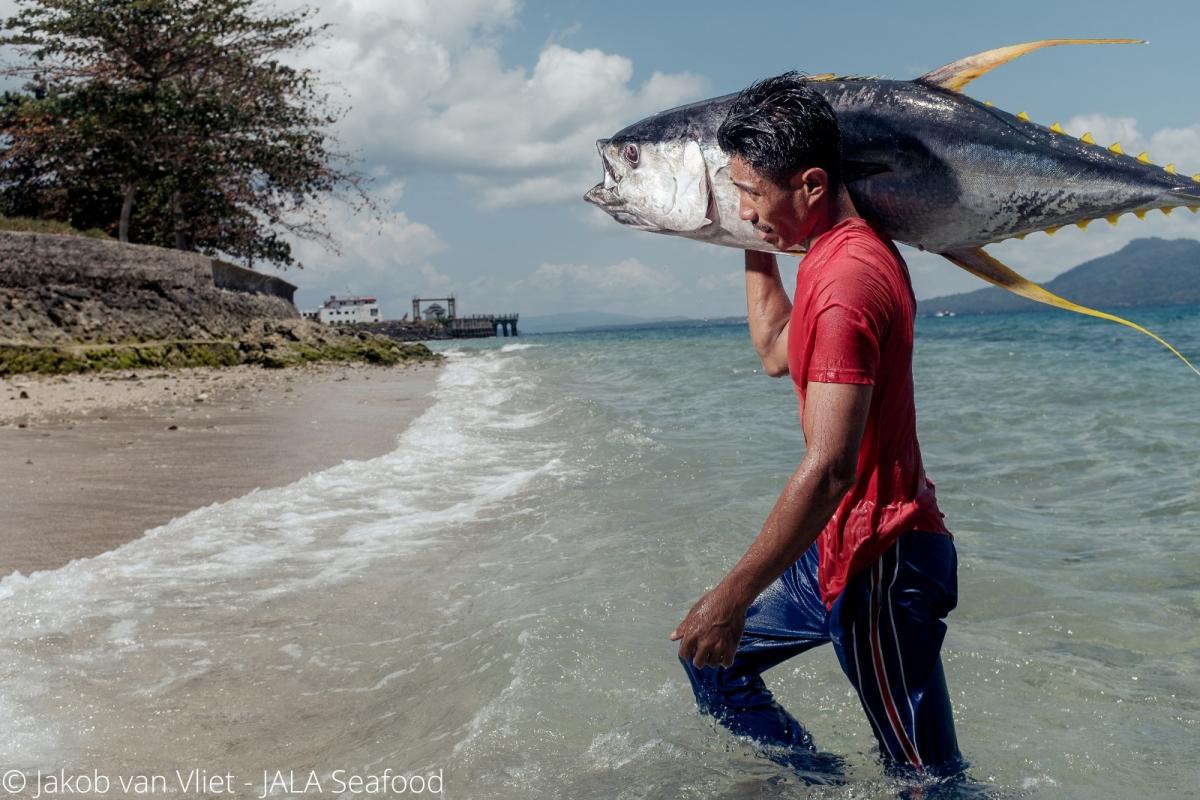 Talaud Handline yellowfin tuna  Sourcing Transparency Platform