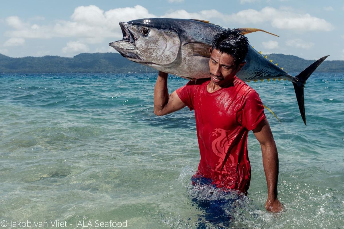 Talaud Handline yellowfin tuna  Sourcing Transparency Platform