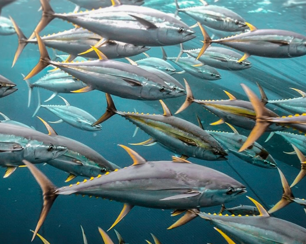 Yellowfin Tuna in Central America