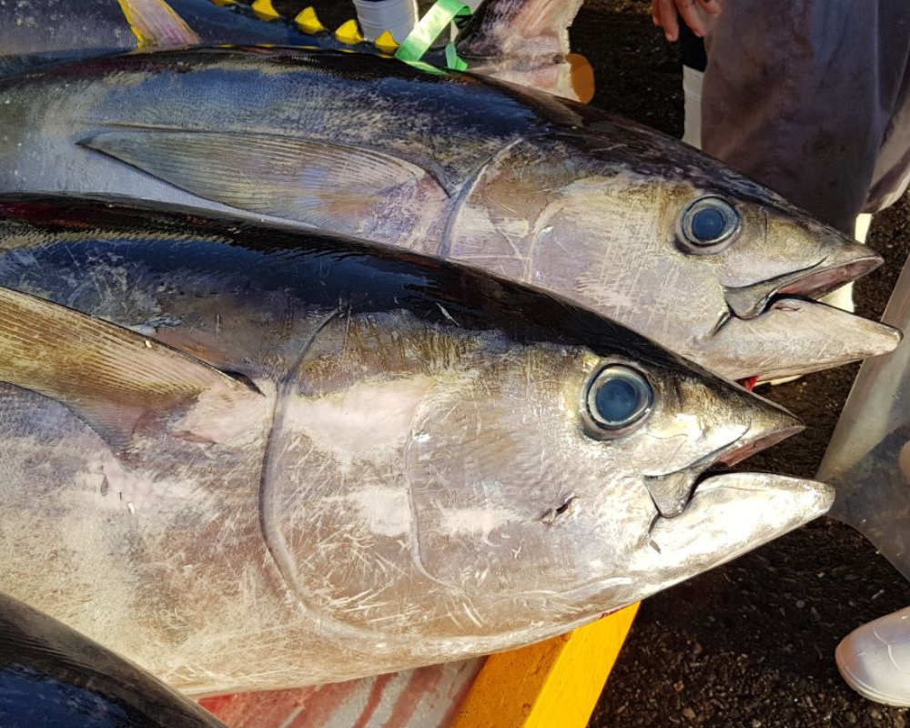 Yellowfin Tuna  Sourcing Transparency Platform