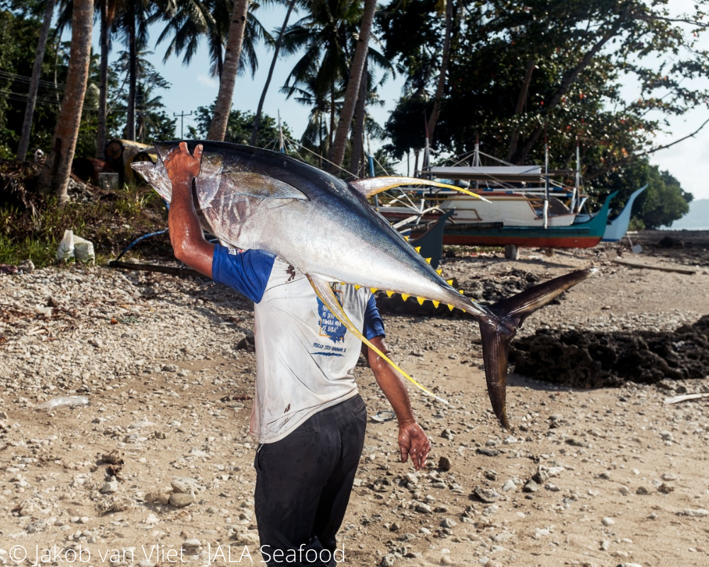 South East Sulawesi handline yellowfin tuna