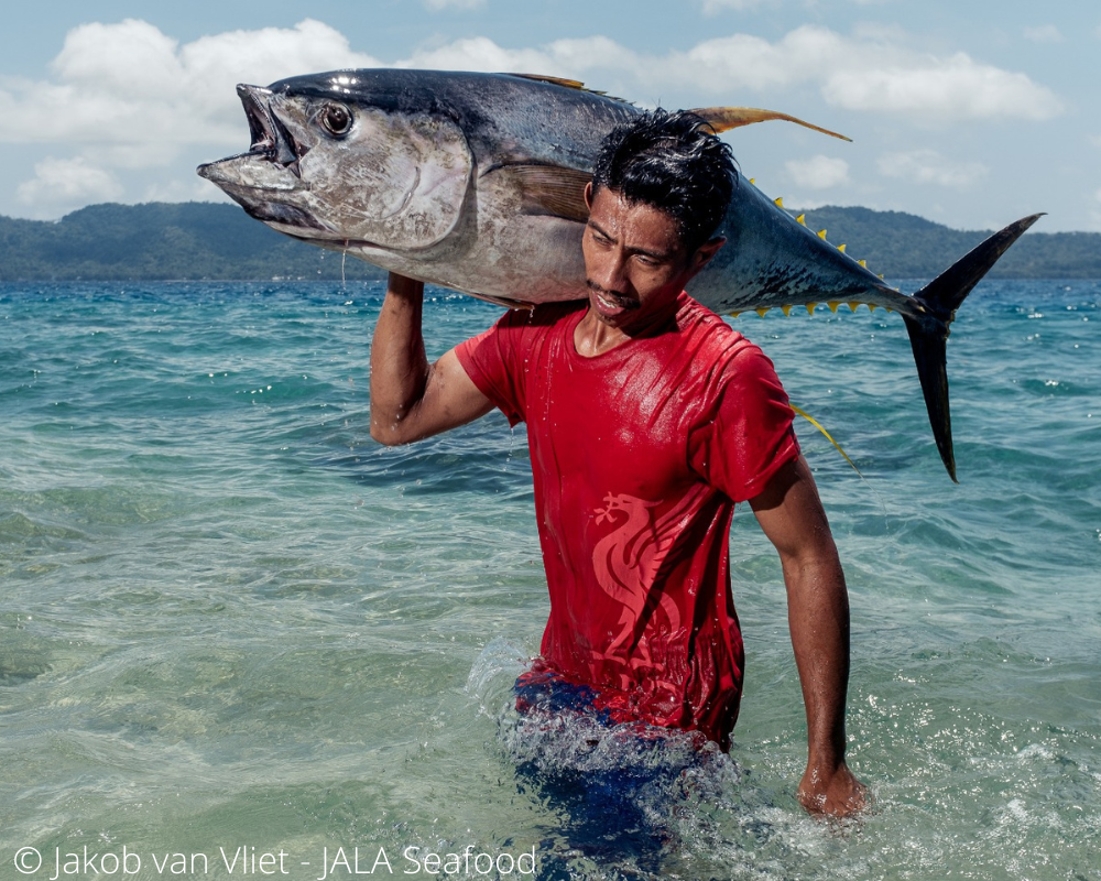 Amazing Gian Fishing Tuna By Handline - Most Satisfying Live