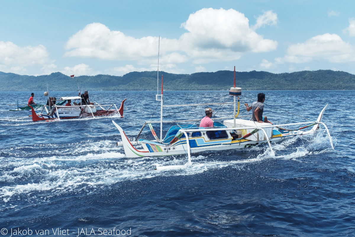 Talaud Handline yellowfin tuna  Sourcing Transparency Platform