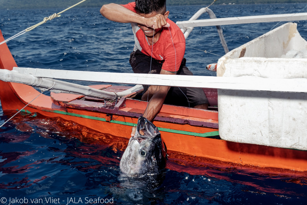 Talaud Handline yellowfin tuna  Sourcing Transparency Platform