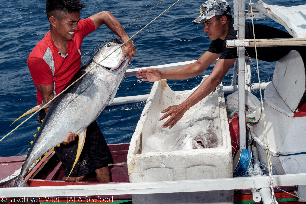 INACTIVE Philippines yellowfin tuna - handline