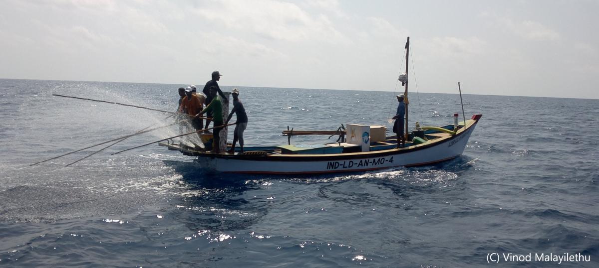 Lakshadweep pole-and-line skipjack tuna