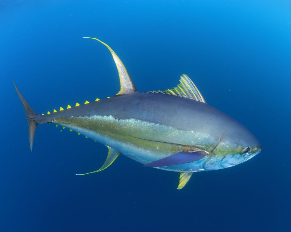 Yellowfin Tuna  Sourcing Transparency Platform