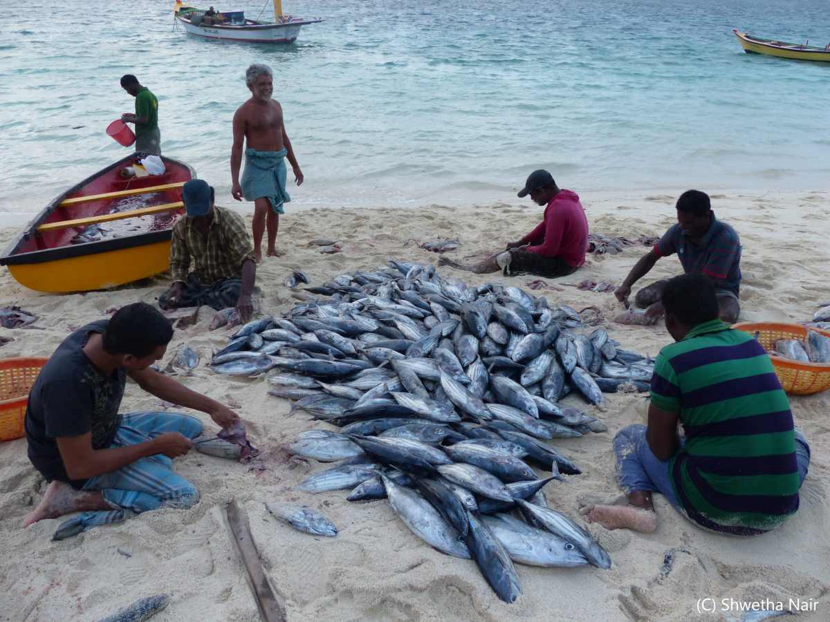 Lakshadweep pole-and-line skipjack tuna