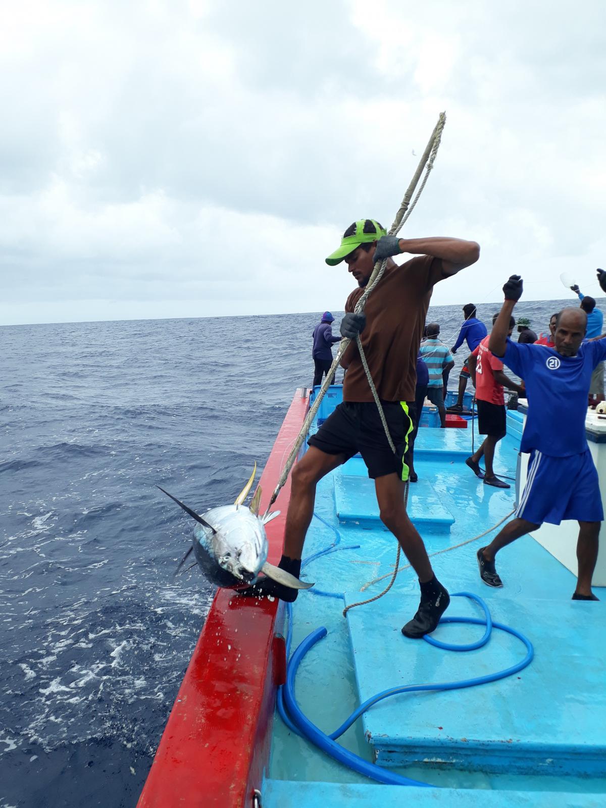 Talaud Handline yellowfin tuna  Sourcing Transparency Platform