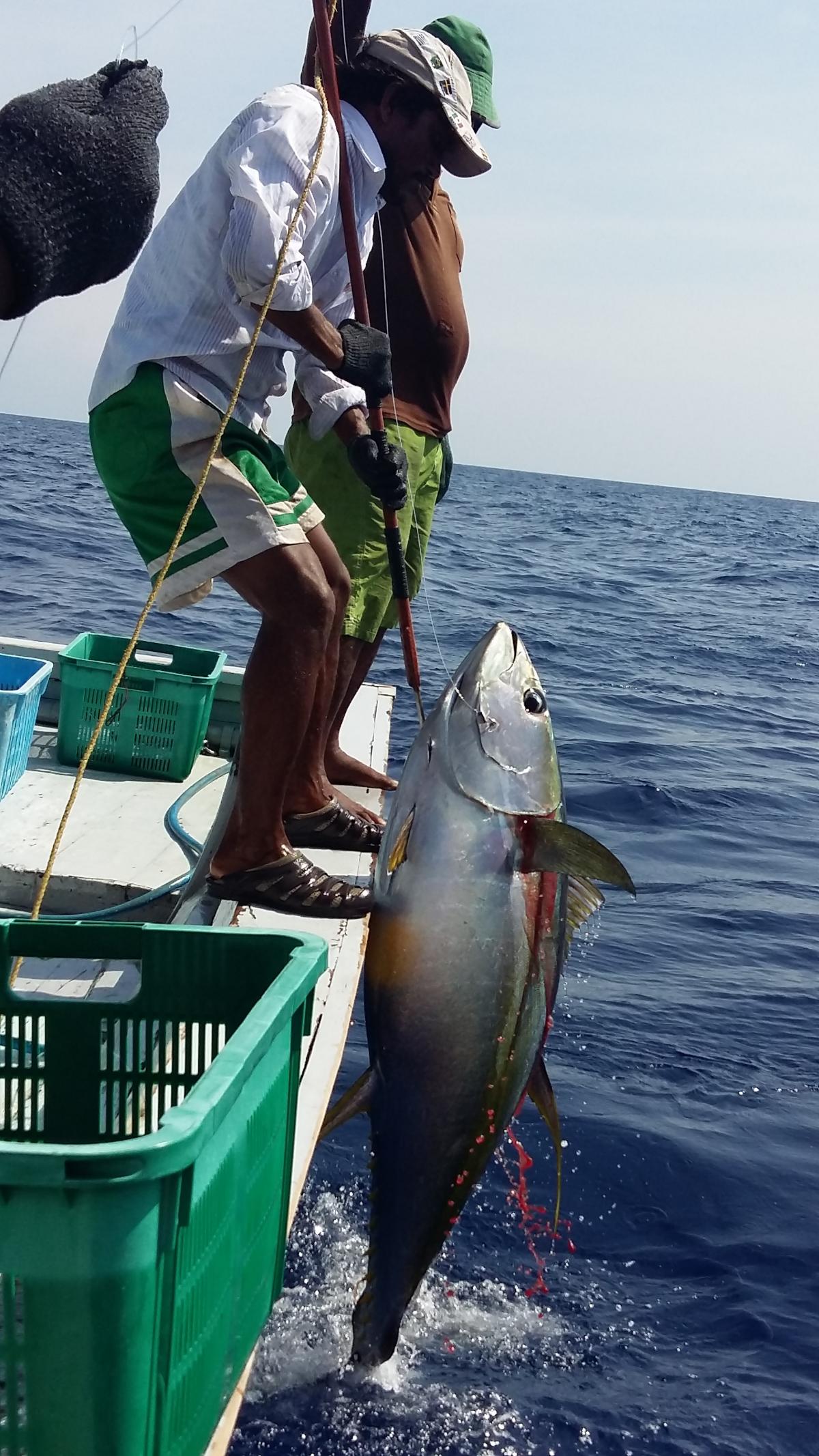 Maldives handline yellowfin tuna