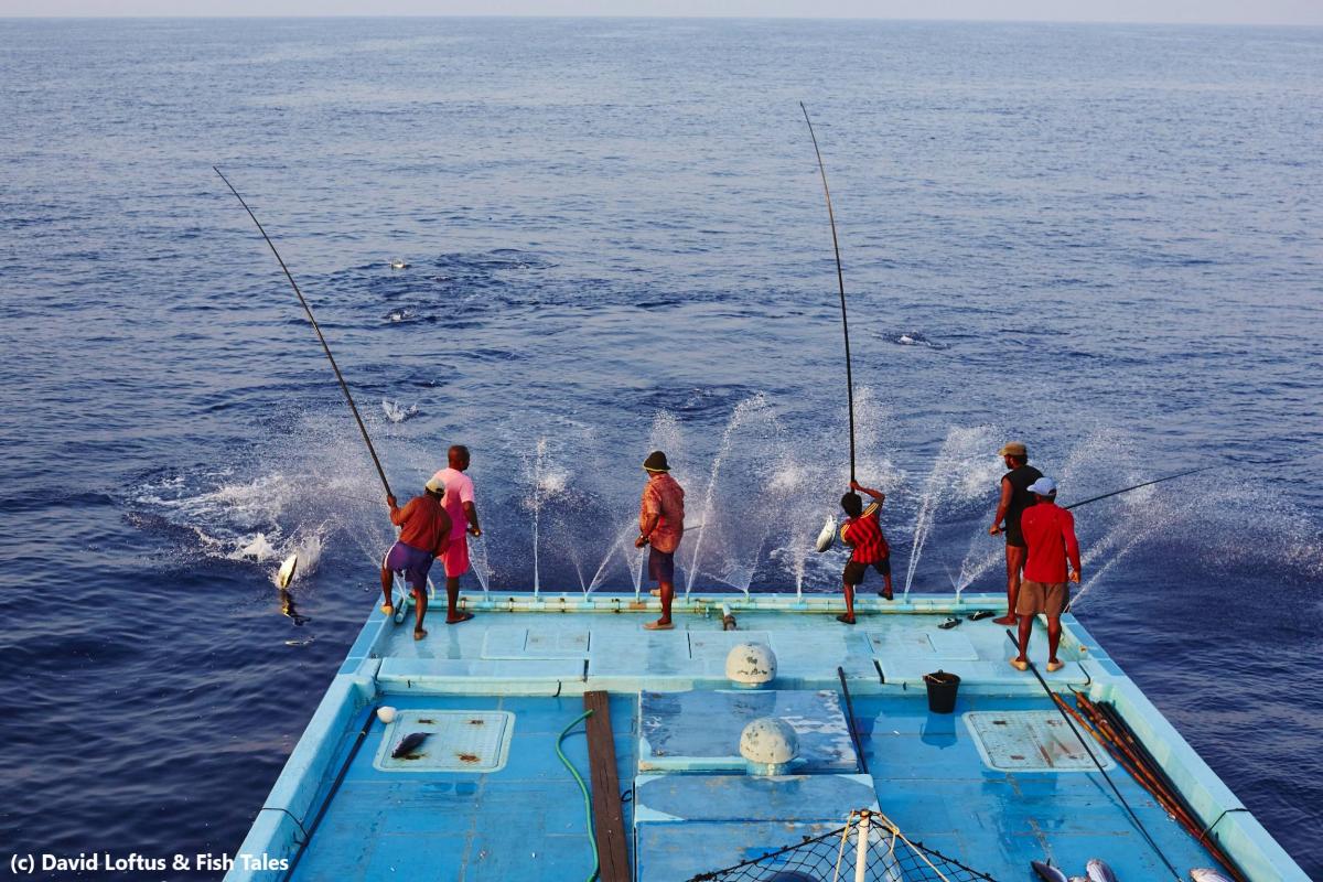 Tuna Fishermen with traditional Fishing rod Indian Ocean Maldives