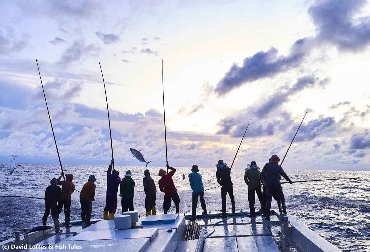 Explained: tuna fishing by pole and line - Sea Tales