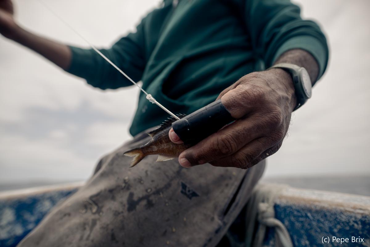 Artisanal Filipino handline fishermen landing yellowfin tuna