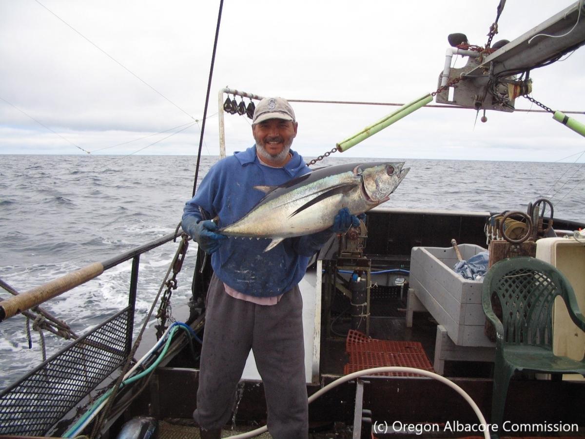 Albacore tuna fishing 