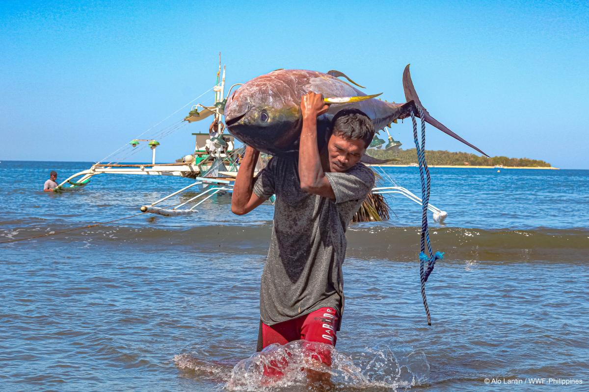 Philippines handline yellowfin tuna