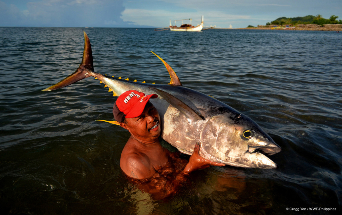 Artisanal Filipino handline fishermen landing yellowfin tuna Thunnus  albacares in Occidental Mindoro Stock Photo - Alamy