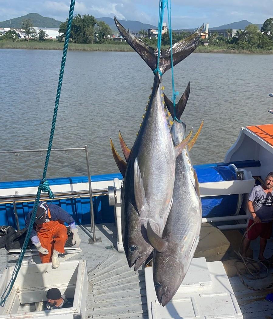 Yellowfin Tuna Fish Catching Skills In Indian Ocean Handline Fish