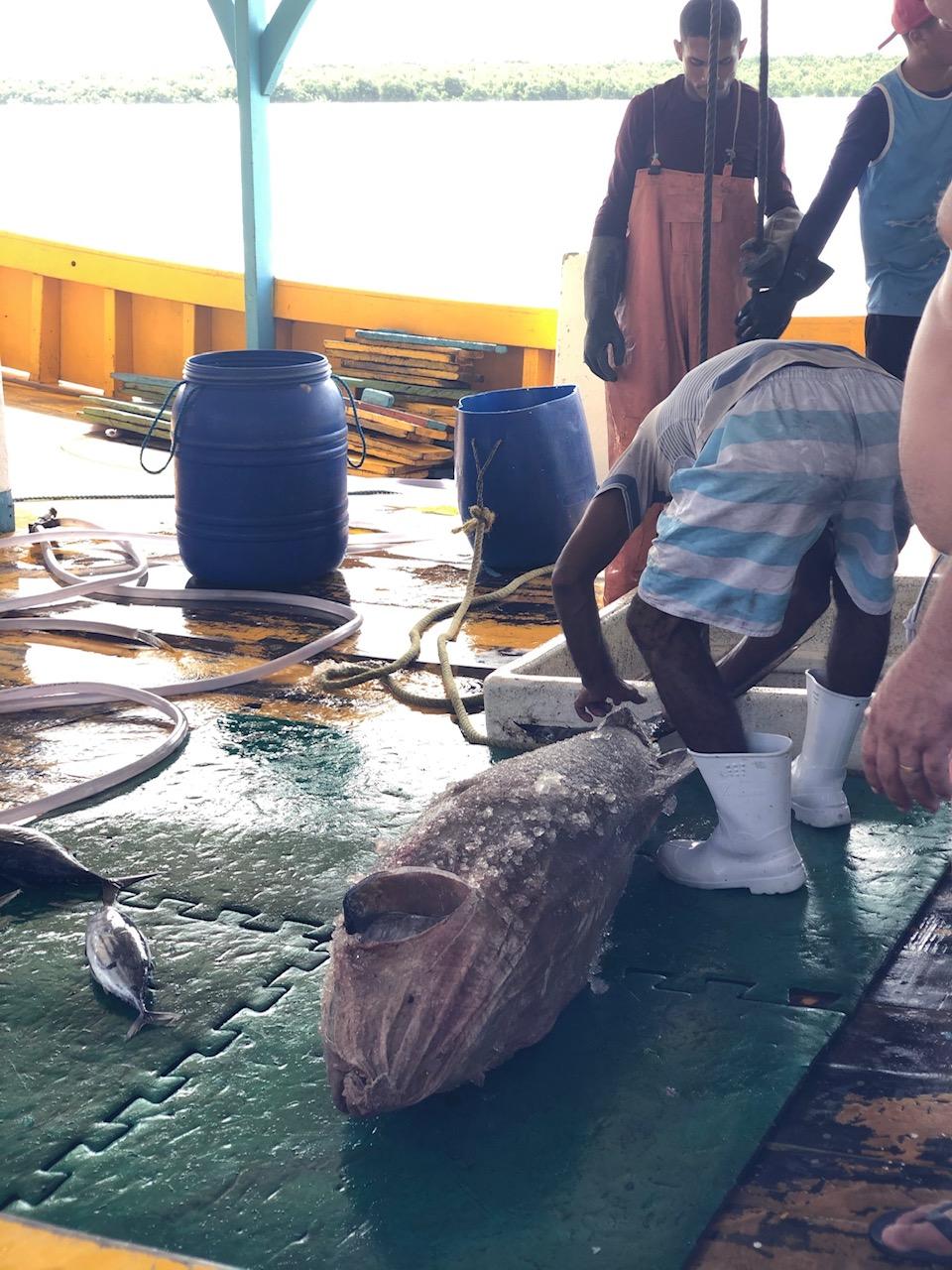 Fishermen cuts yellowfin tuna, Thunnus albacares, Offshore commercial  longline tuna fishing, Brazil, Stock Photo, Picture And Rights Managed  Image. Pic. F60-737334