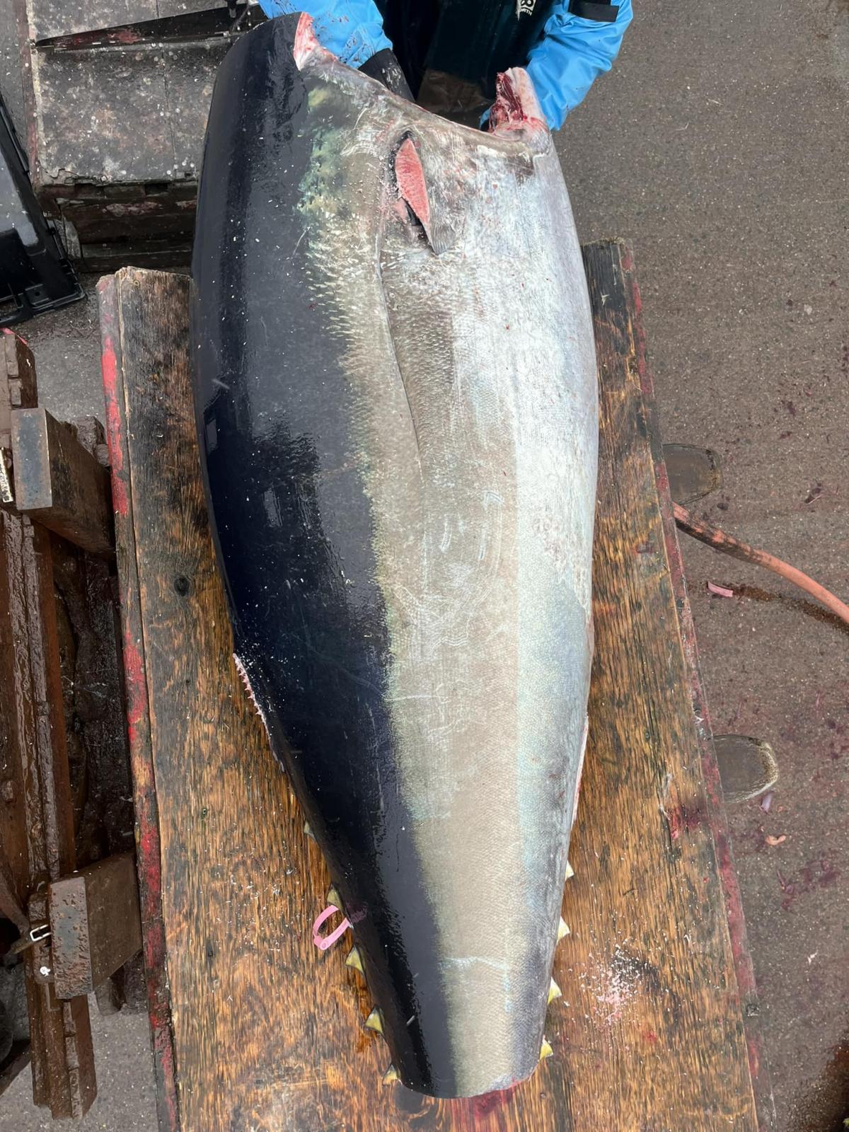 Canada trolling Atlantic bluefin tuna