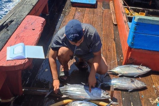 South East Sulawesi pole-and-line skipjack tuna