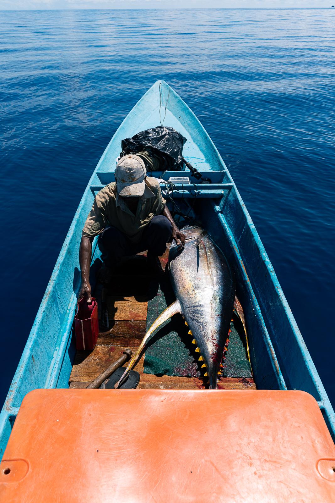 Yellowfin tuna new target of Indian fishing effort