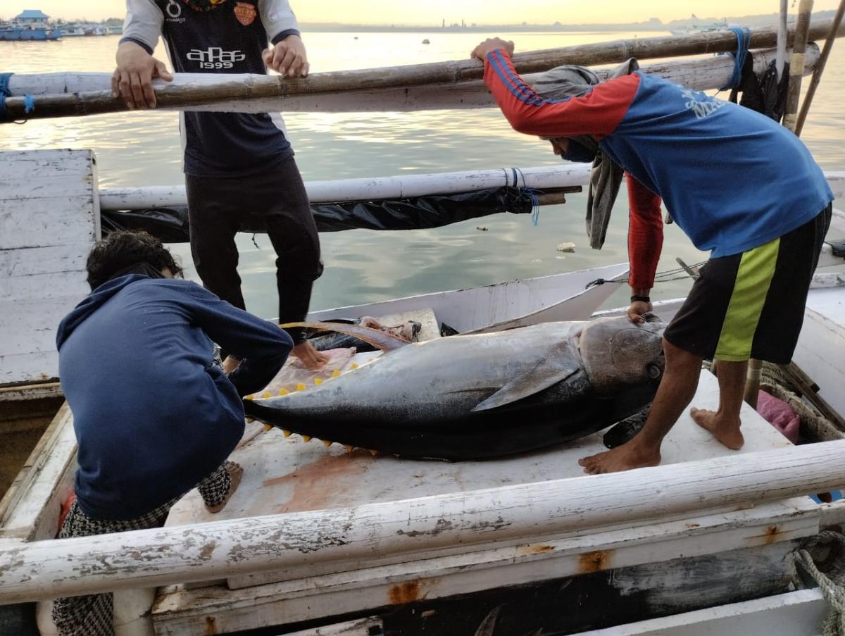 South East Sulawesi handline yellowfin tuna