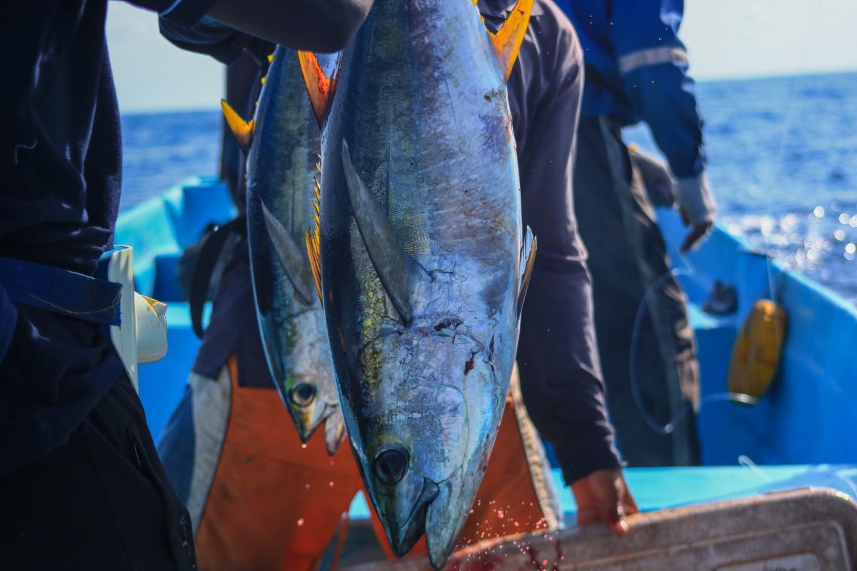 Tuna Fisheries: Species on the Brink of Collapse as Demand Soars in Kenya -  Talk Africa