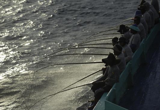 East Flores pole-and-line skipjack tuna