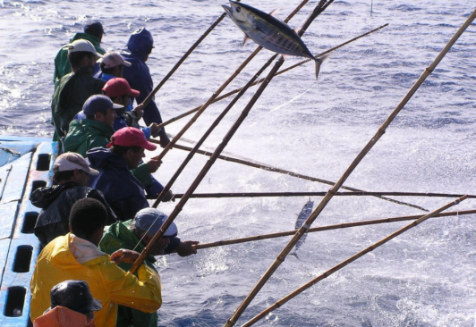 Japan Trivia: Miyazaki Pref. hooks top spot for inshore pole-and-line  skipjack tuna fishing - The Mainichi