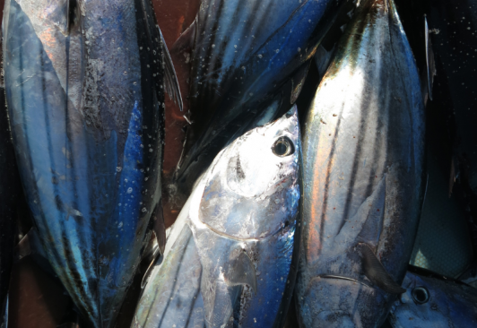 Canary Islands pole-and-line skipjack tuna