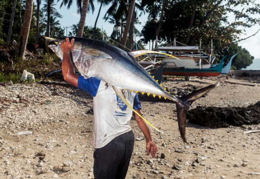 Artisanal Filipino handline fishermen landing yellowfin tuna