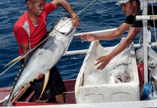 South East Sulawesi handline yellowfin tuna