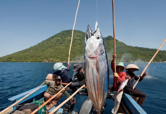 Maluku pole-and-line skipjack tuna